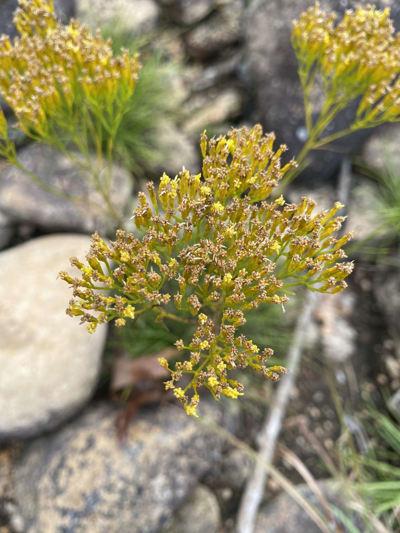 Image of Nuttall's rayless goldenrod