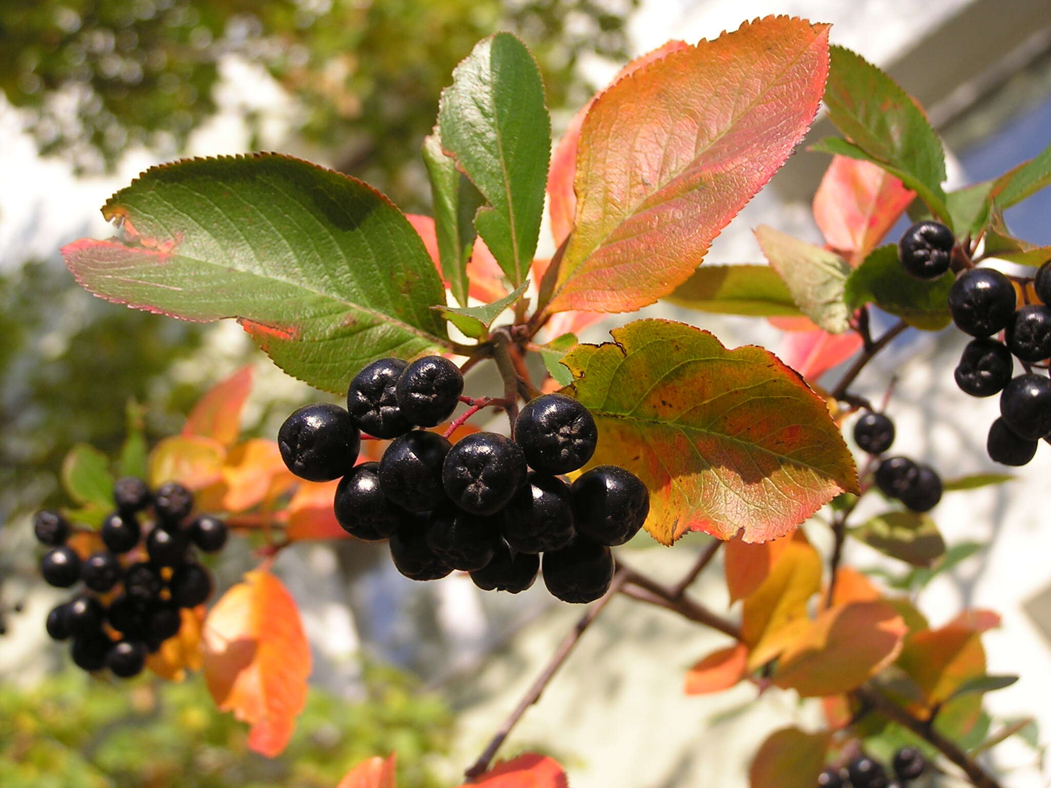 Plancia ëd Aronia mitschurinii