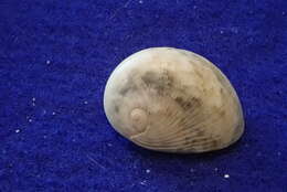 Image of polished nerite