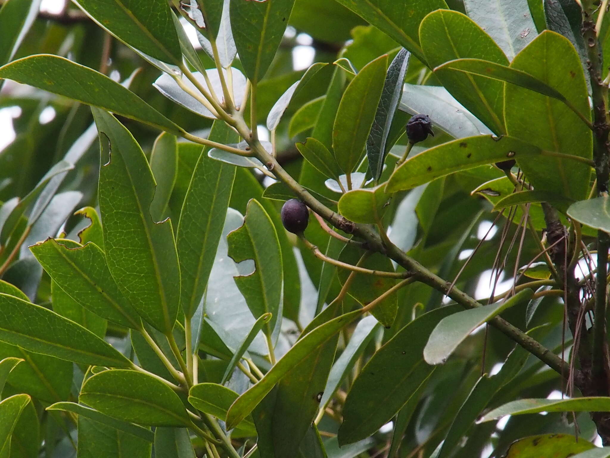 Image of Daphniphyllum teijsmannii Zoll. ex Kurz