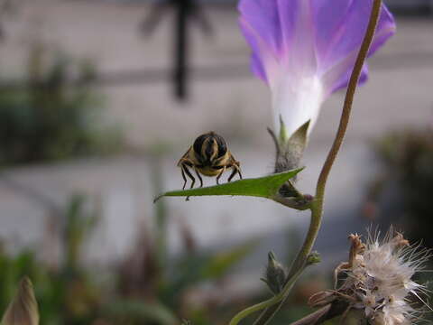 Image of tall morning-glory