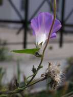 Image of tall morning-glory