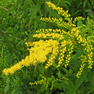 Image of giant goldenrod