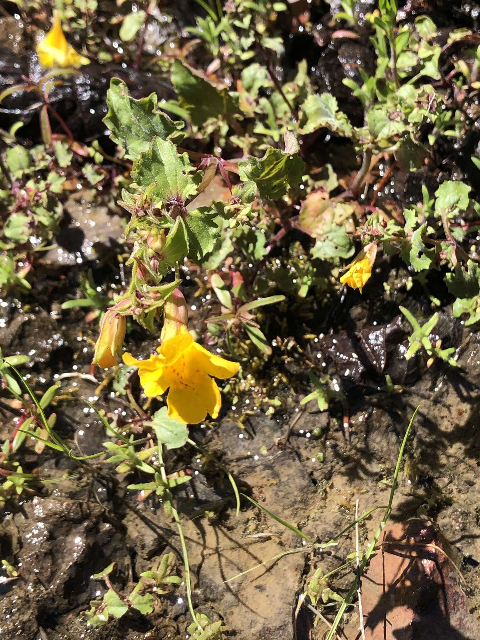 Image of Erythranthe nasuta (Greene) G. L. Nesom