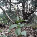 Image of Young's helleborine