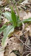 Image of Small-dotted Orchis