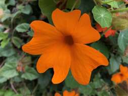 Image of Thunbergia gregorii S. Moore