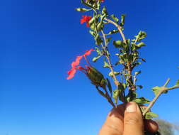 Image of Crossandra humbertii Benoist