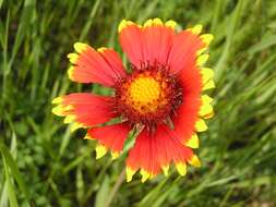 Image of Common perennial gaillardia