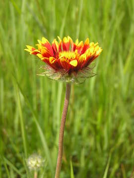 Image of Common perennial gaillardia