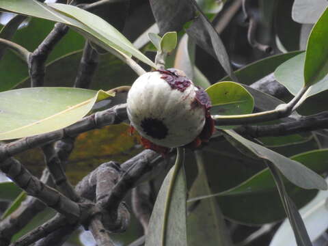 Image de Clusia grandiflora Splitg.