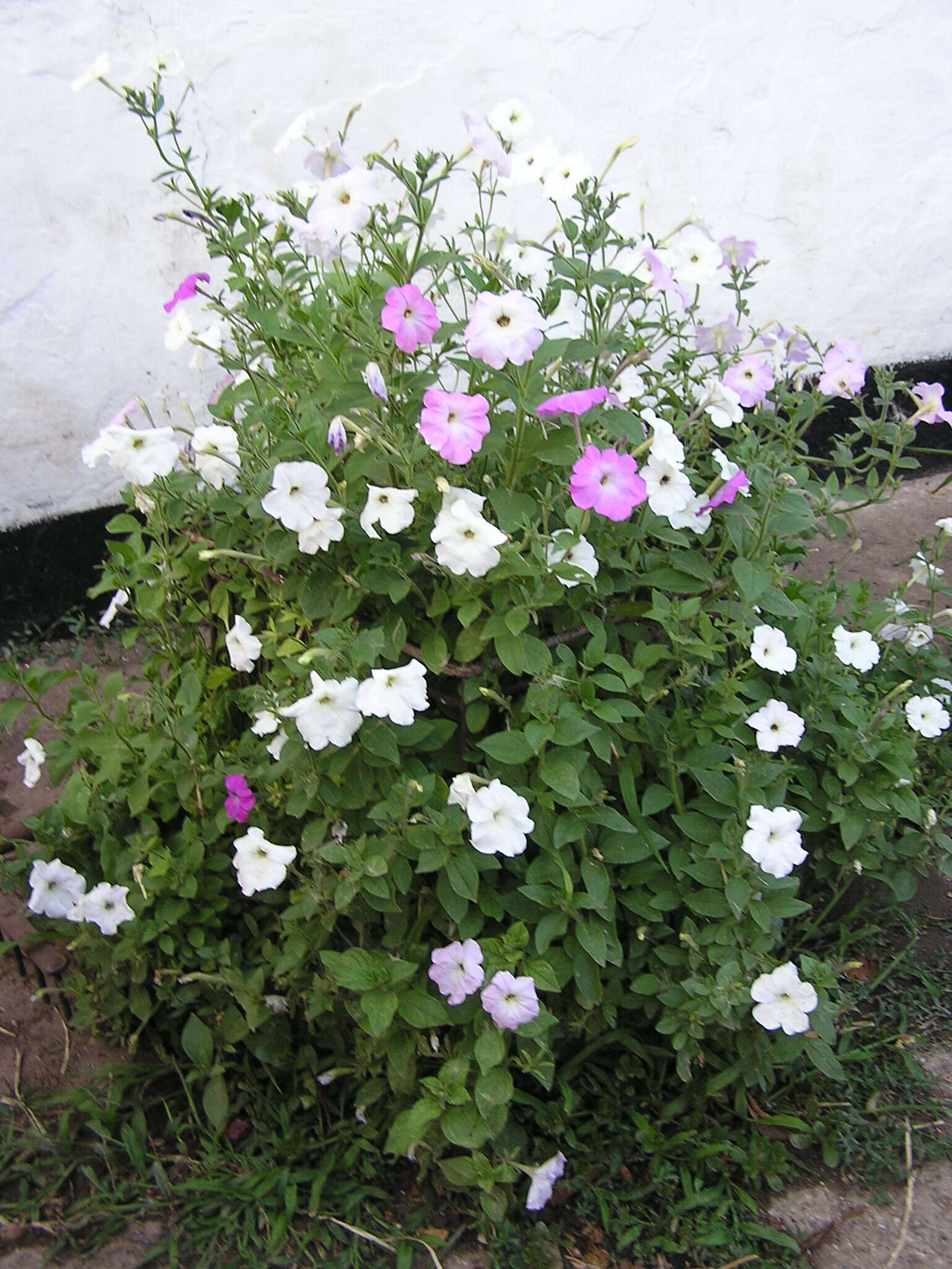 Image of Violet-flower petunia