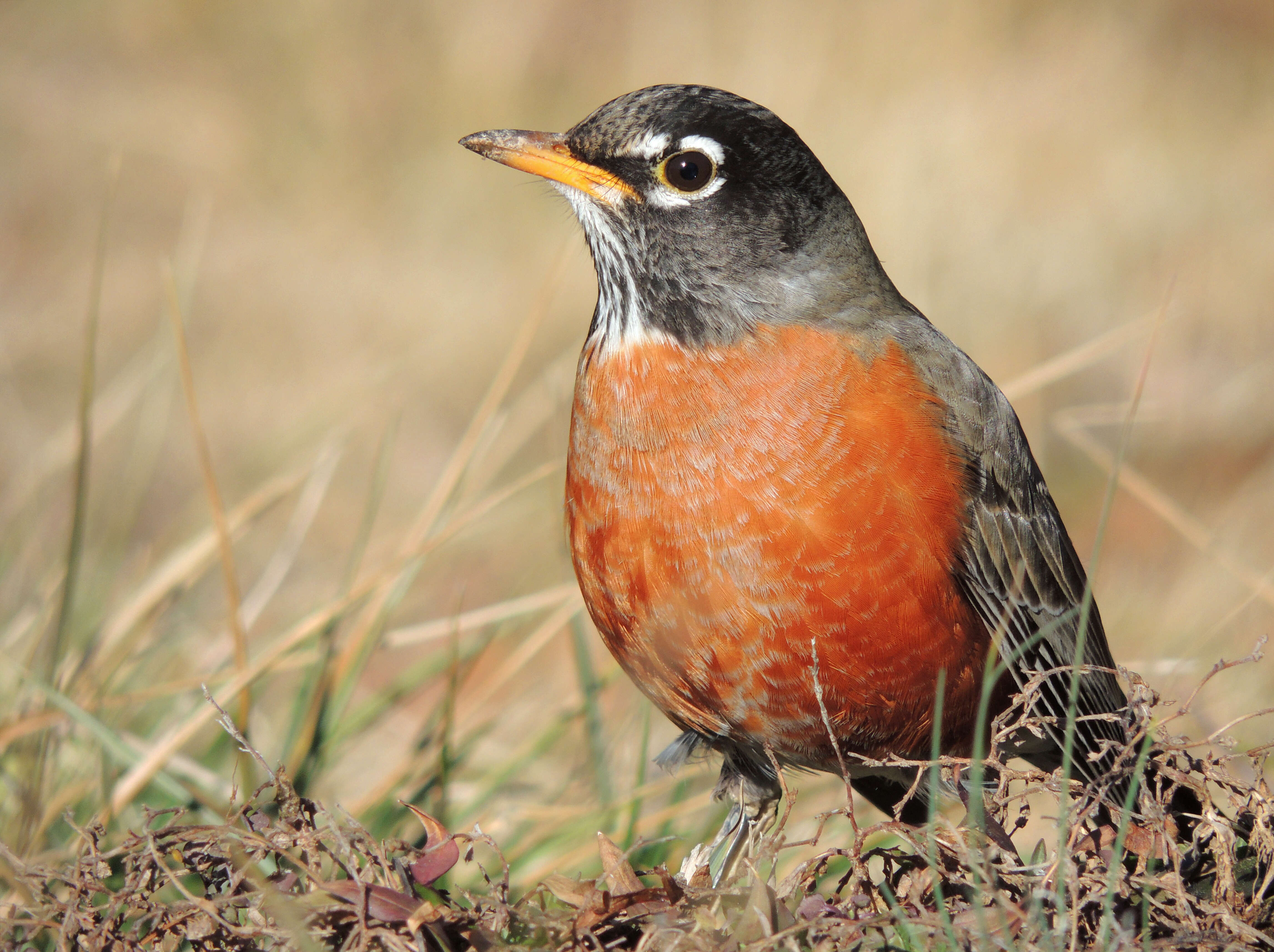 Image of American Robin