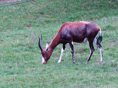 Image of Blesbok