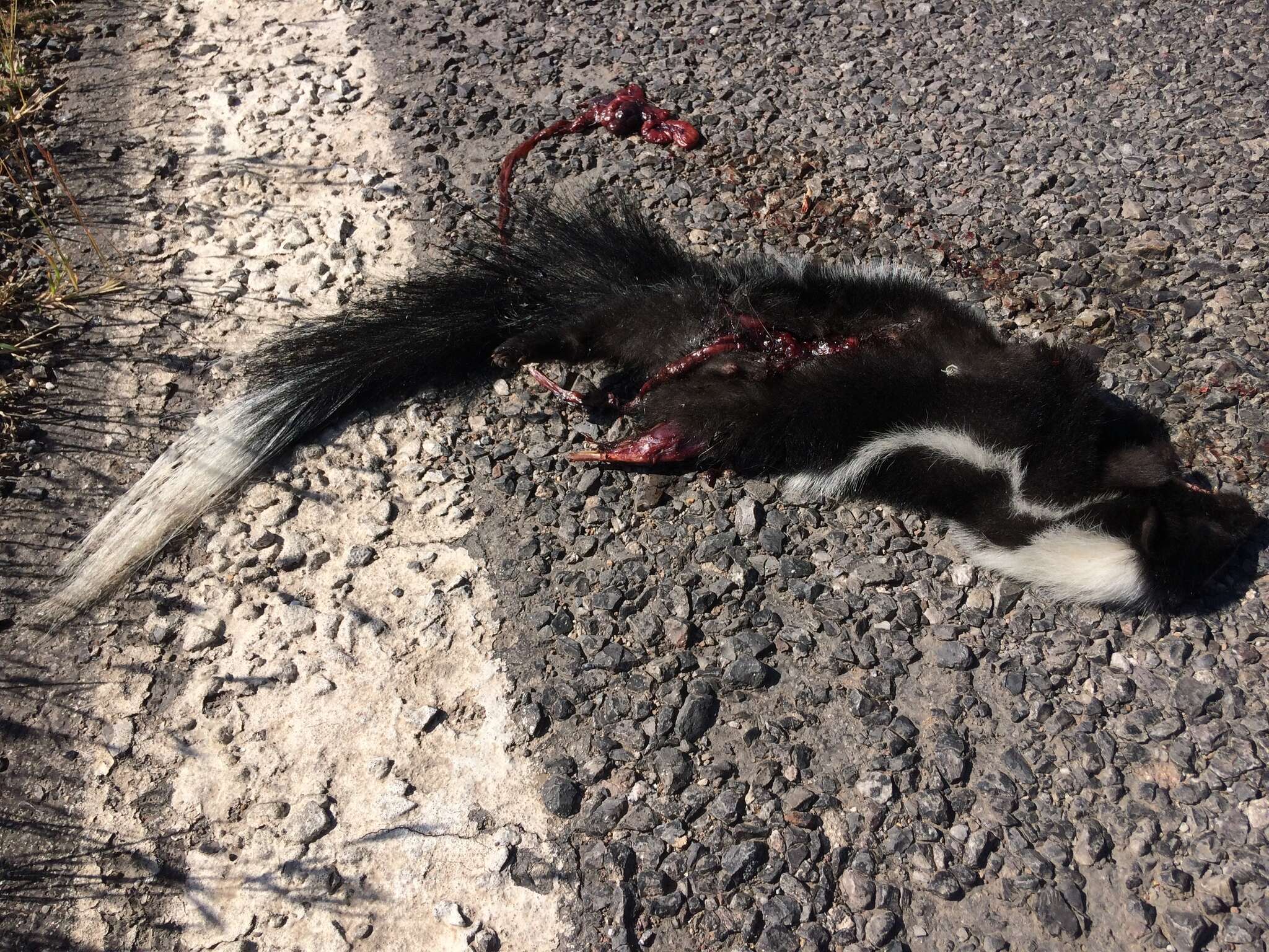 Image of Hooded Skunk