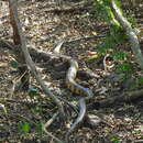 Image of False water snake