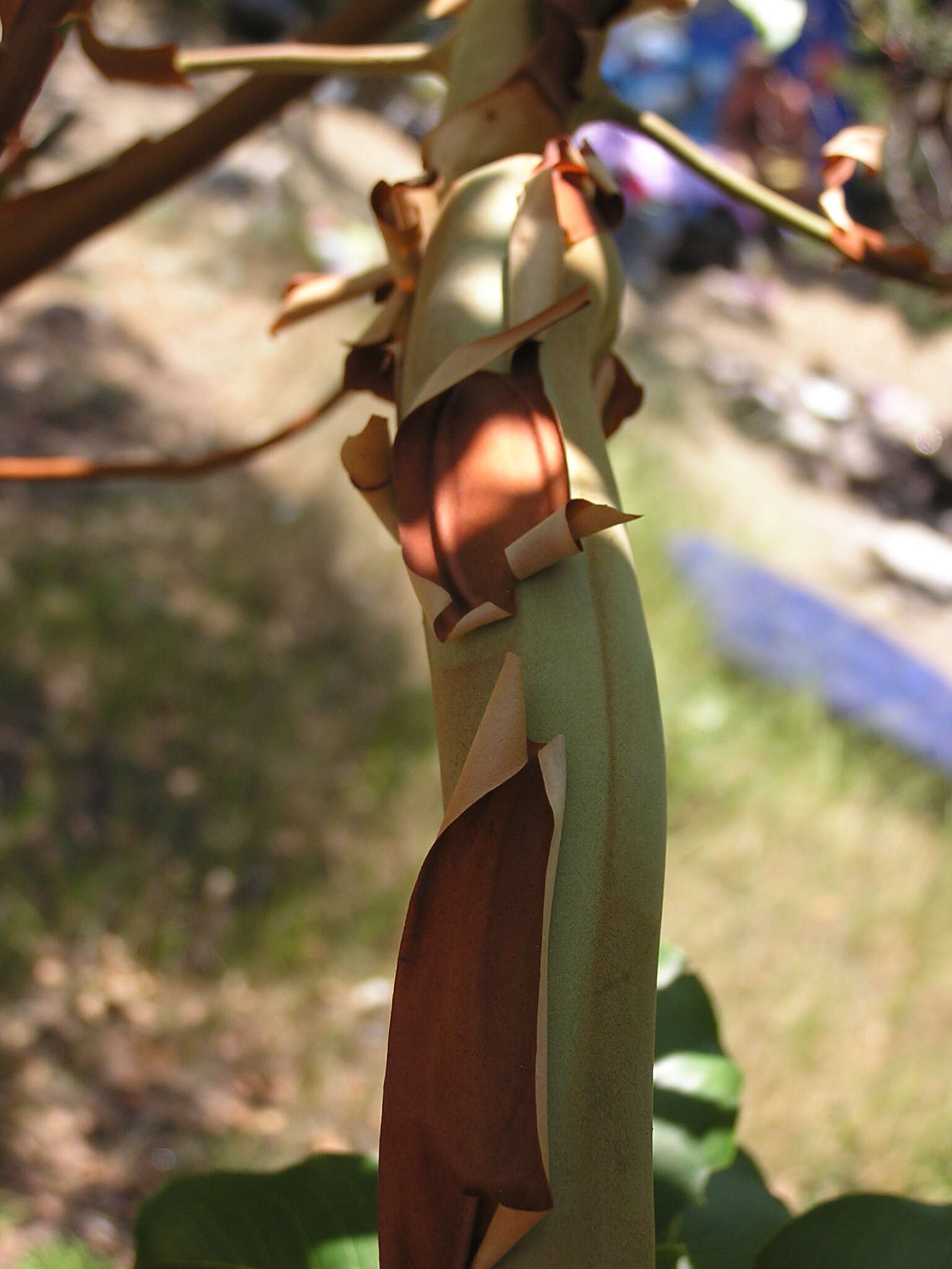 Image de Arbutus andrachne L.