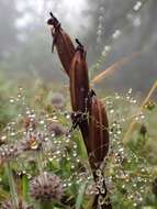 Image of Ophrys apifera var. aurita (Moggr.) Gremli