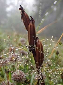 Image of Ophrys apifera var. aurita (Moggr.) Gremli