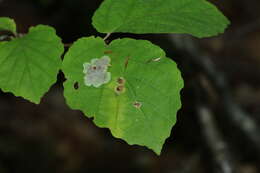 Image of Witch Hazel Cone Gall Aphid