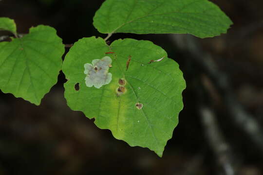 Image of Witch Hazel Cone Gall Aphid