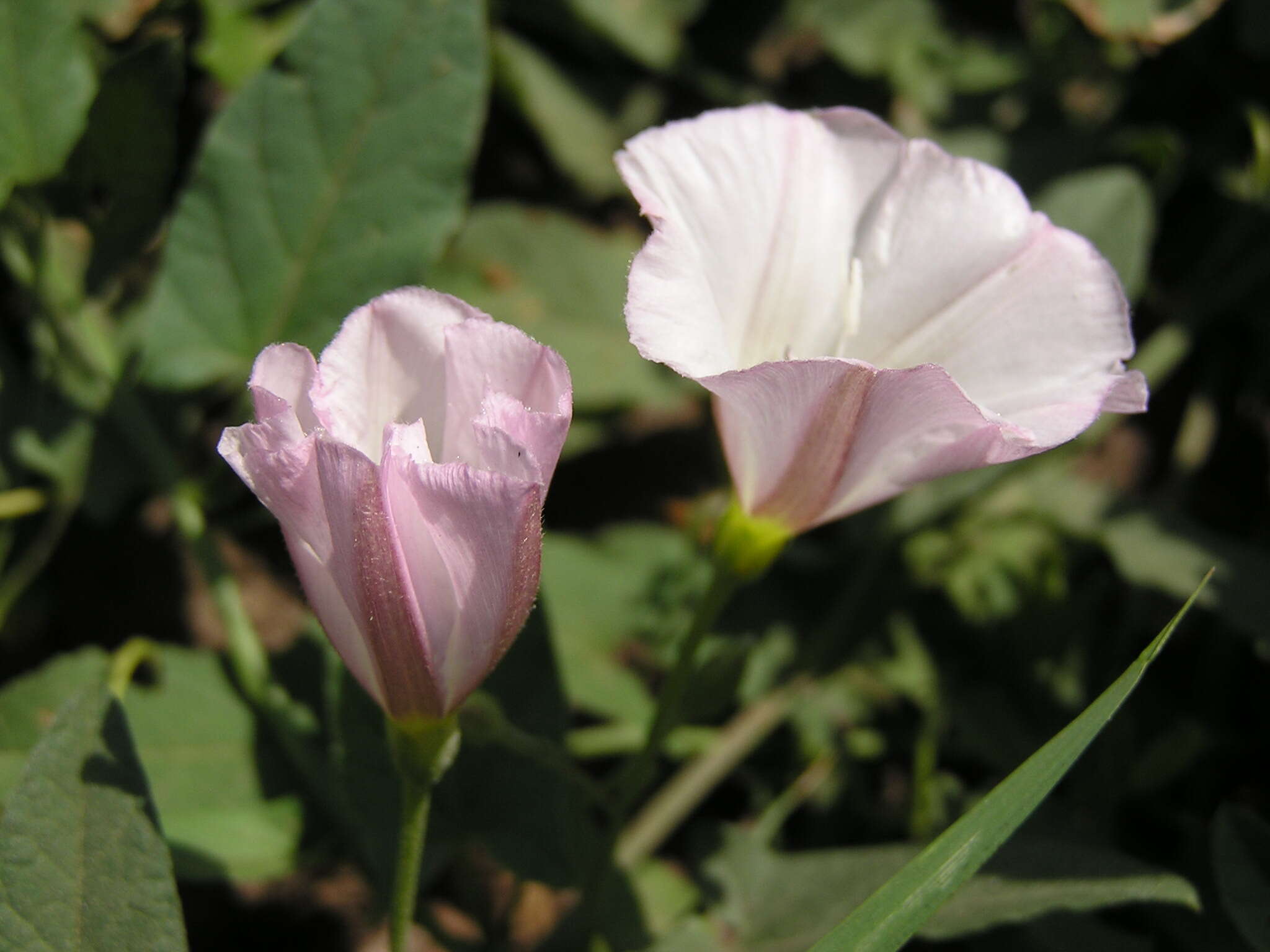 Image of Field Bindweed