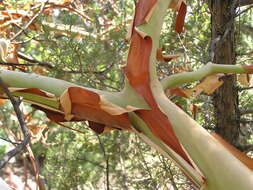 Image de Arbutus andrachne L.