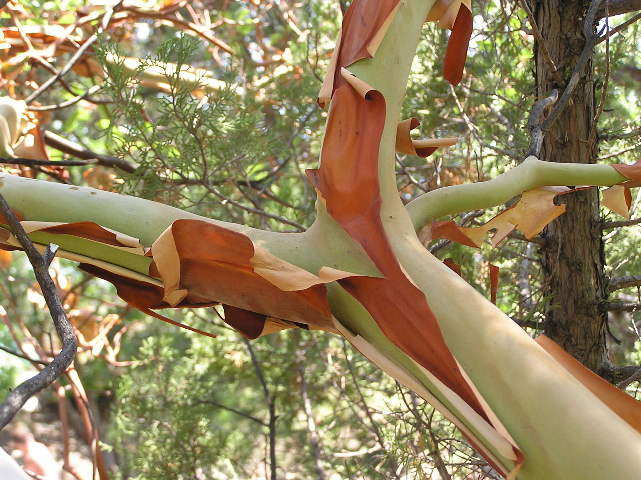 Image de Arbutus andrachne L.