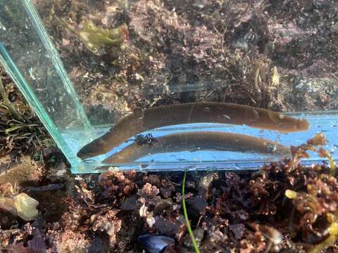 Image of Black blenny