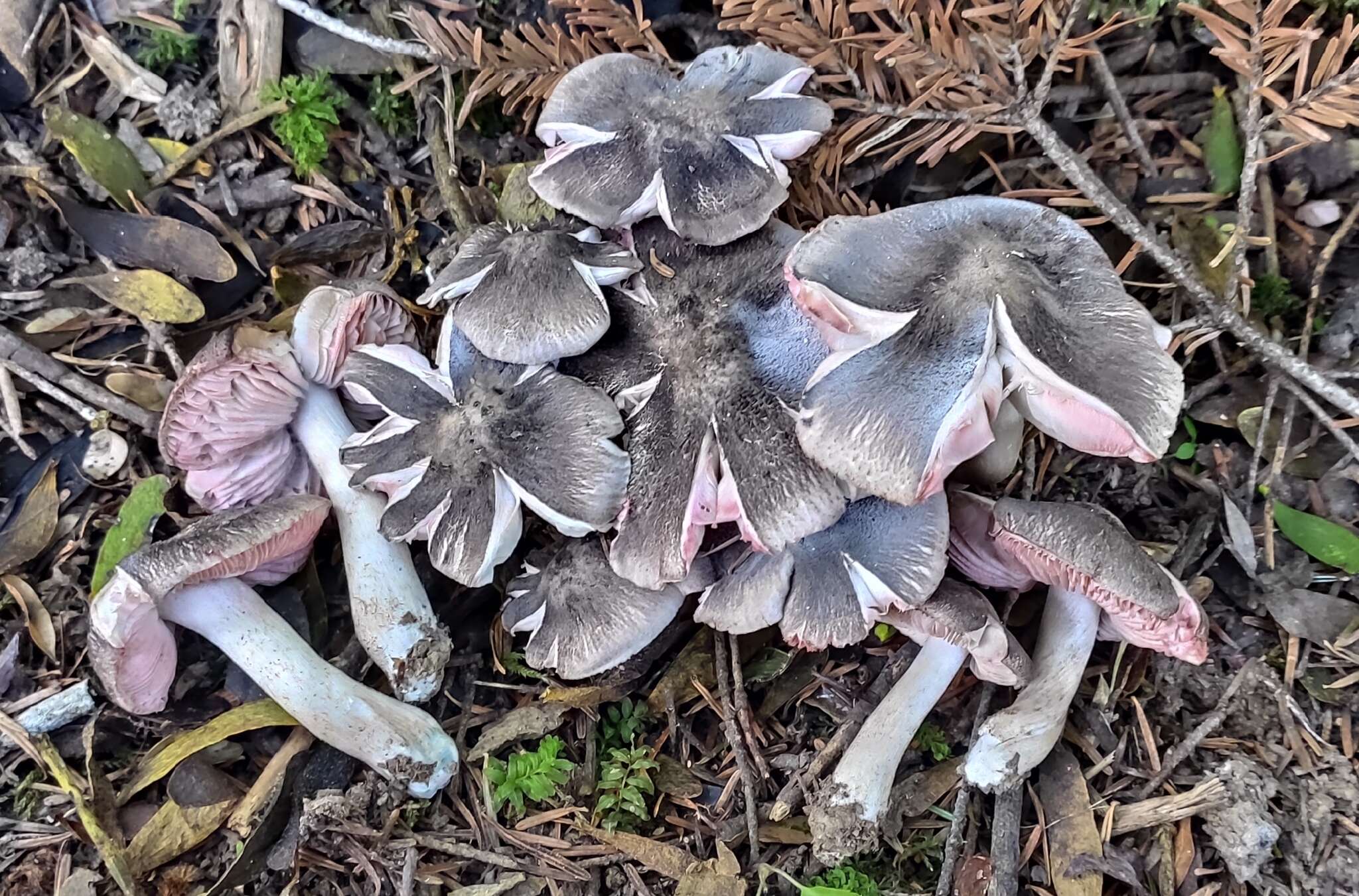 Imagem de Tricholoma orirubens Quél. 1872