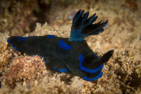 Image of Morose black and blue slug