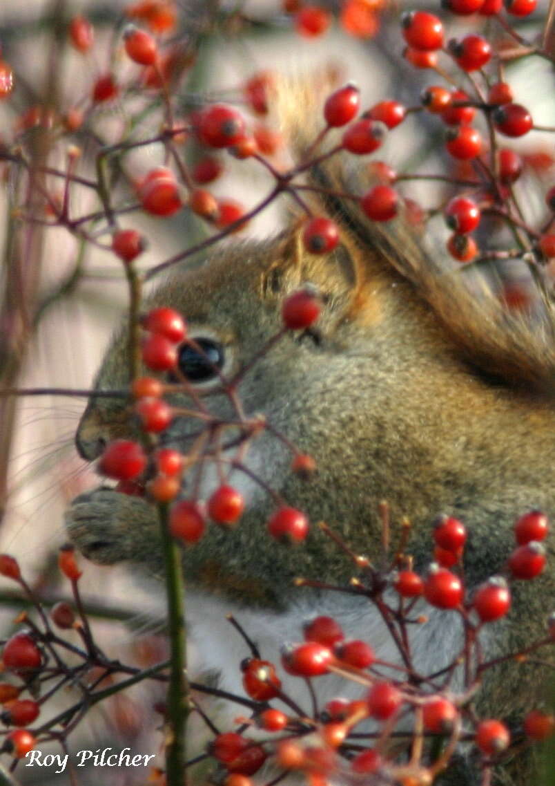 Image of pine squirrel