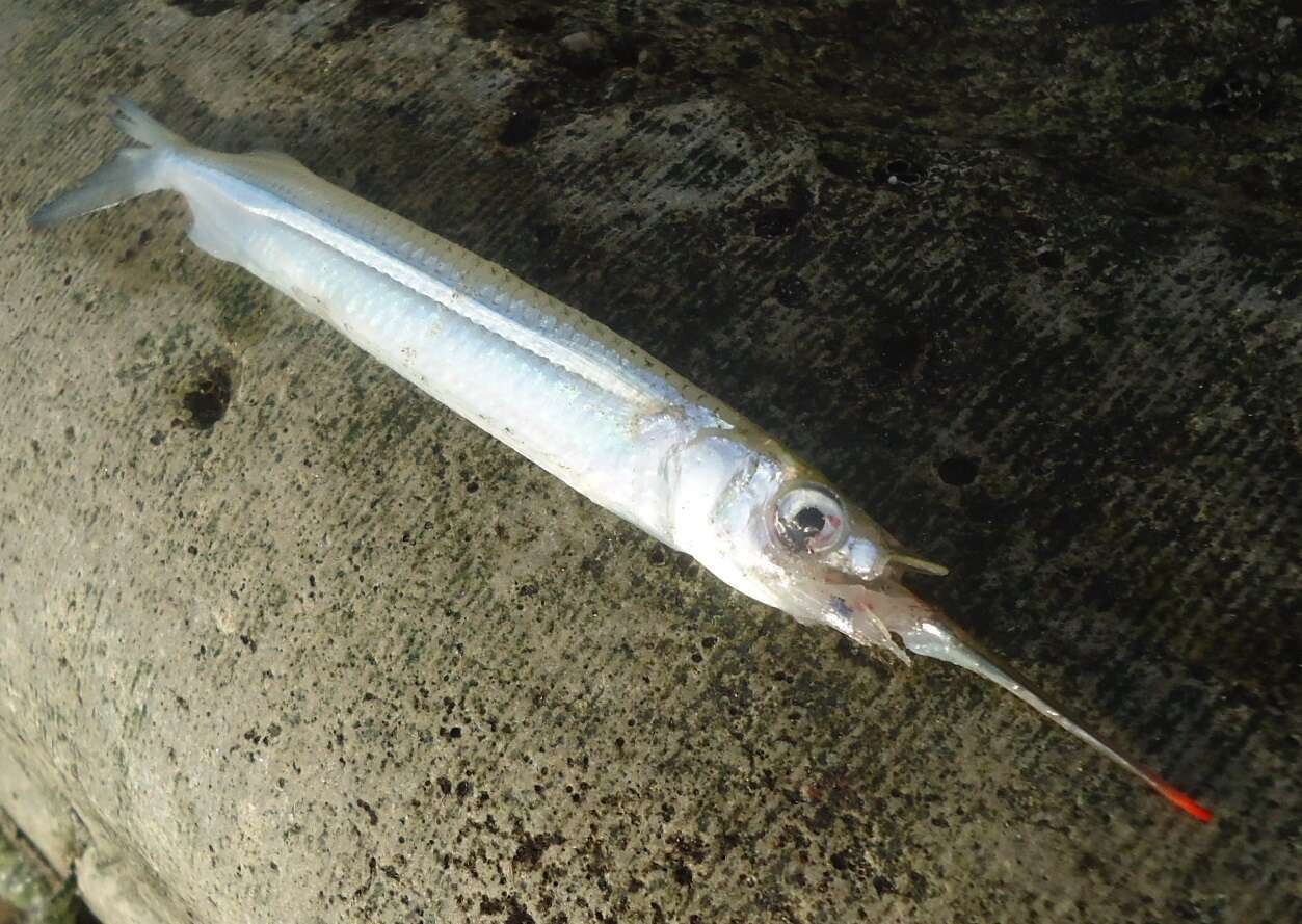 Image of Atlantic Silverstripe Halfbeak