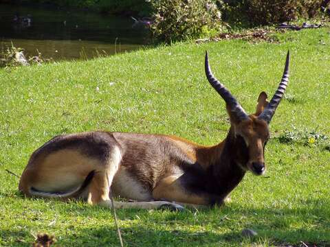 Image of Nile Lechwe