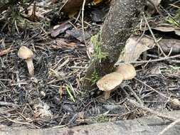 Image of Inocybe cinnamomea A. H. Sm. 1941