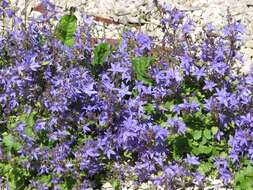 Image of Peach-leaf Bellflower