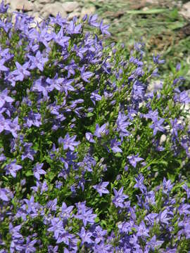 Image of Peach-leaf Bellflower