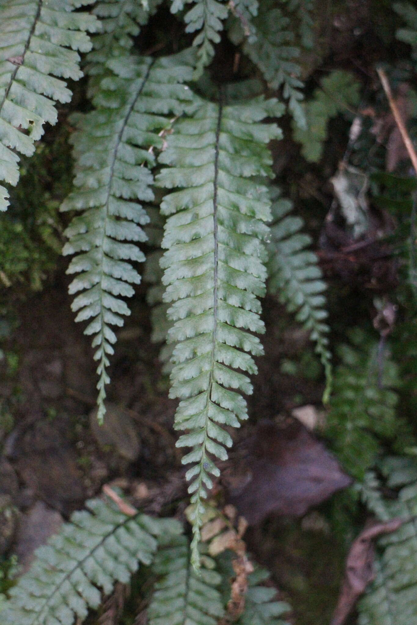 Hymenasplenium adiantifrons (Hayata) Viane & S. Y. Dong resmi