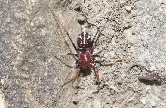 Image of Habronestes bradleyi (O. Pickard-Cambridge 1869)