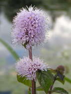 Image of Water Mint