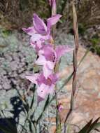 Imagem de Gladiolus varius F. Bolus