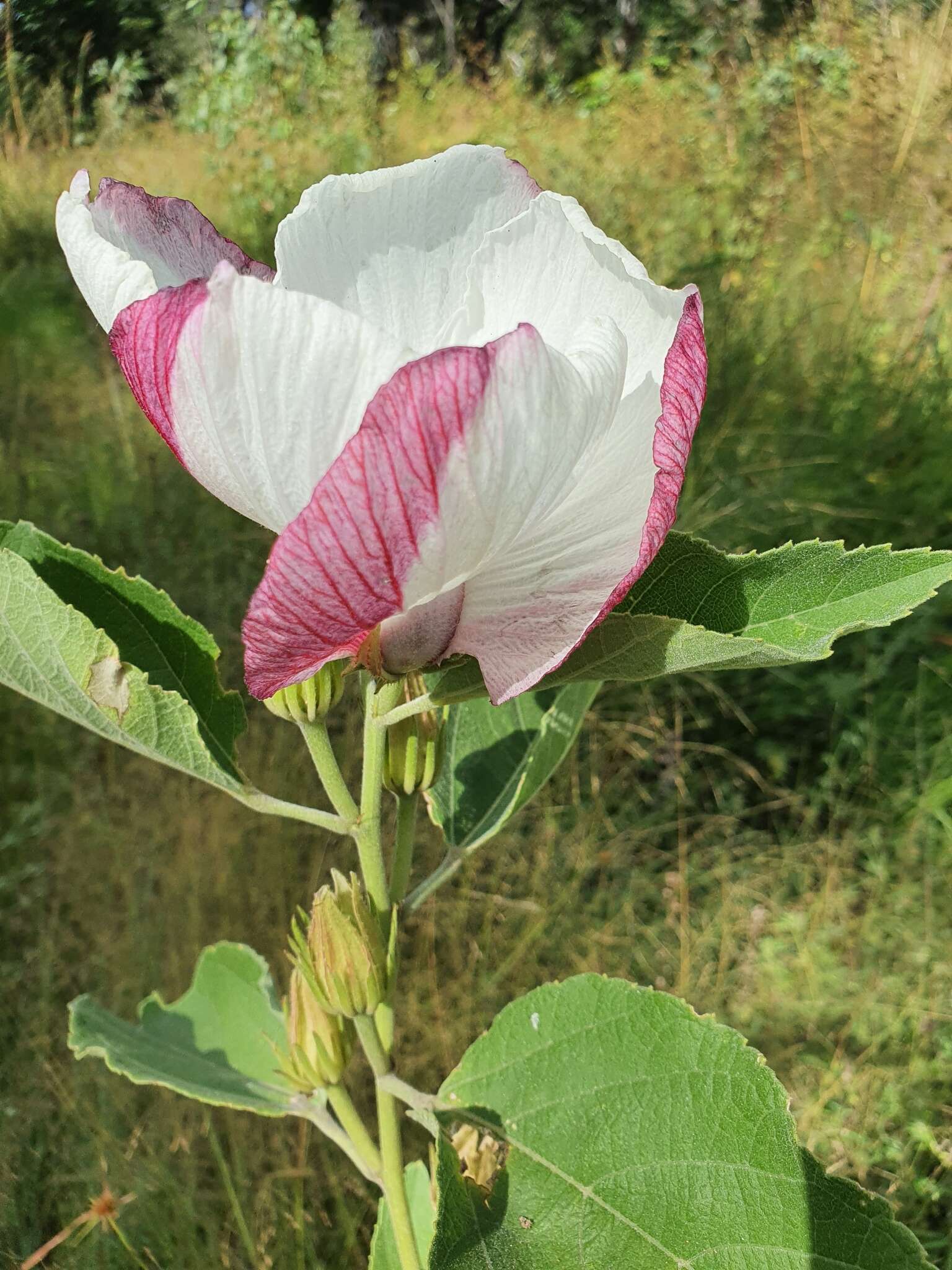 Image of Hibiscus sankowskyorum Craven