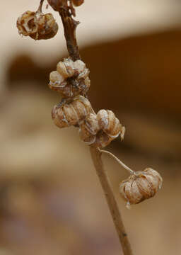 Image of common wintergreen