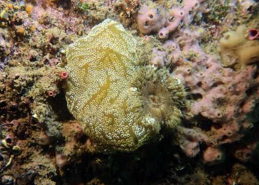 Image of Mottled Encrusting Tunicate