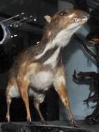 Image of Java Mouse-deer
