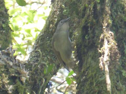 Image of Yellow-streaked Bulbul