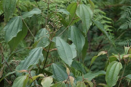 Image de Miconia laevigata (L.) DC.