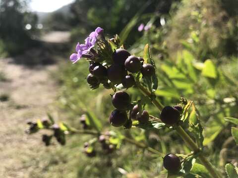 Imagem de Teedia lucida (Soland.) Rudolphi