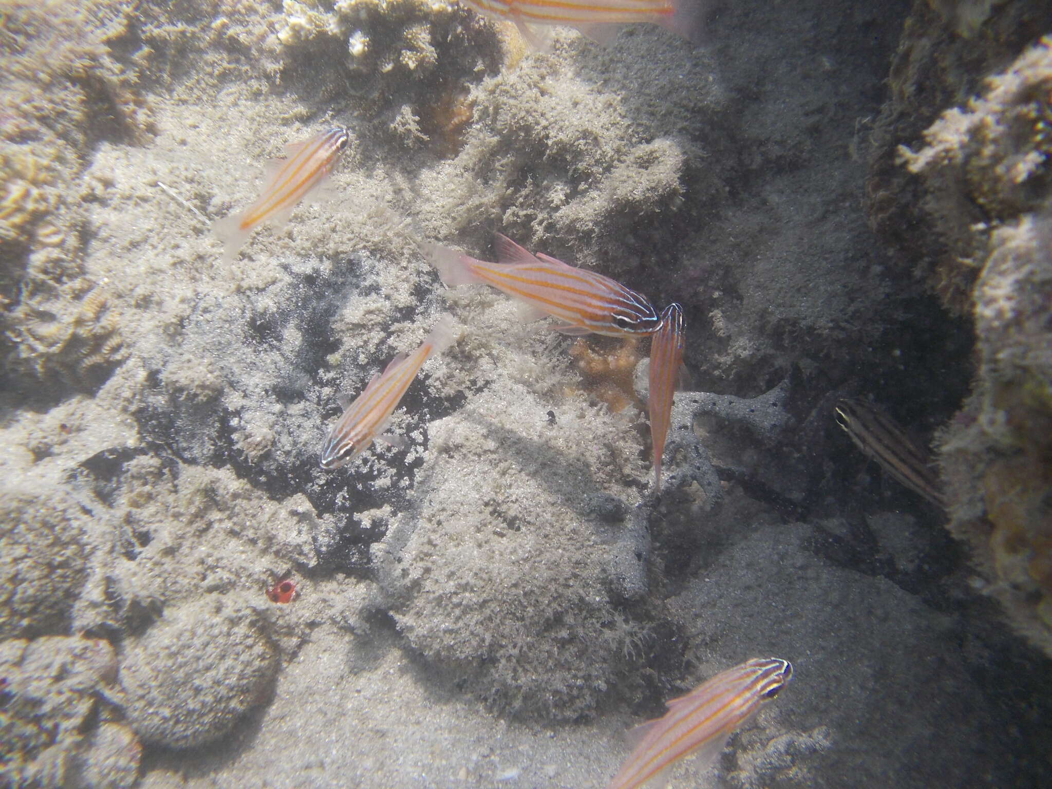 Image of Coral cardinalfish