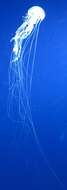 Image of Atlantic sea nettle